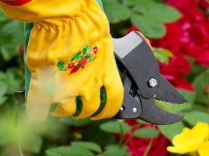 Plantes Annuelles : Nourrir, Tailler