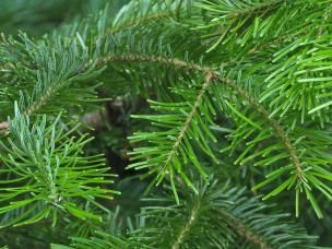 Comment Conserver Son Sapin De Noël