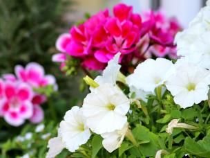 Top tips for balcony garden planters