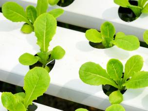Le Potager Hydroponique