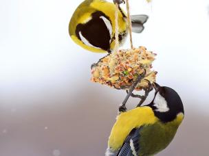 Wild bird food recipes