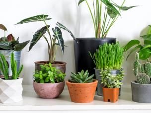 Best indoor plants