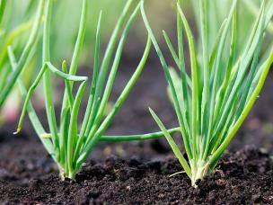 How to use bone meal fertiliser for plants