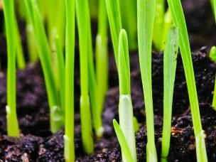 Best time to sow grass seed