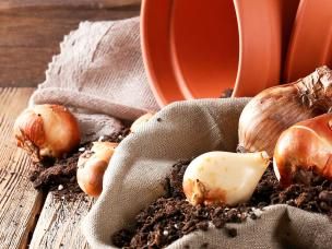 Planting spring bulbs in pots and containers