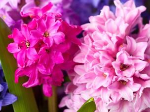 Top 10 most popular spring bulbs