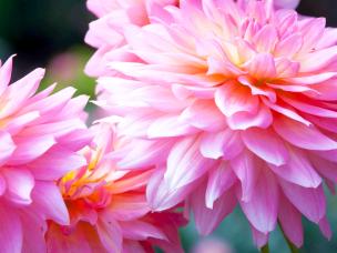Dahlias (Dahlia)