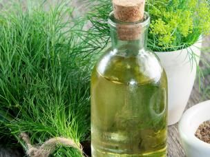 Dill (Anethum Graveolens)