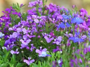 Lobelia, Cardinal Flower (Lobelia)