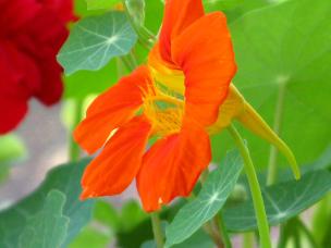 Nasturtium (Tropaeolum)