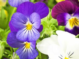 Le Jardin Des Senteurs