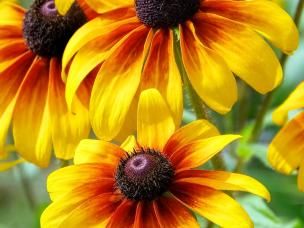 Rudbeckia, Black-eyed Susan, Coneflower