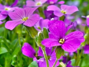 Wallflowers (Erysimum)