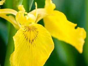 Les Fleurs Nationales D'Europe