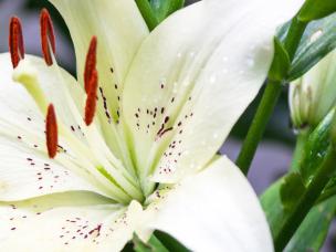 Lily (Lilium)