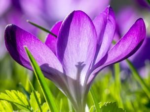 Saffron (Crocus sativus)