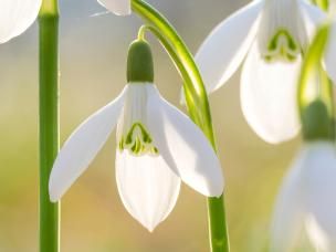 Snowdrop (Galanthus)