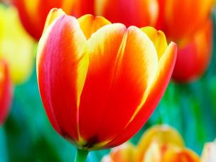 La Tulipe