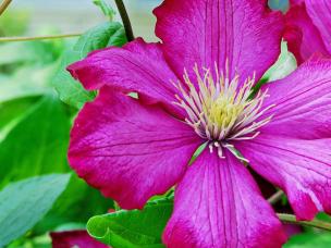 Clematis