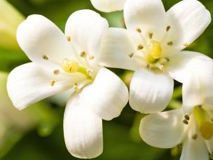 Jasmine (Jasminum)