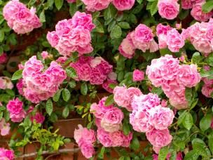  Rosier