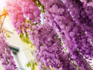 Wisteria
