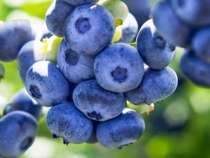 Les Petits Fruits Insolites Au Jardin