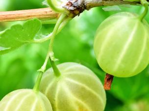 Gooseberries (Ribes Uva-crispa)