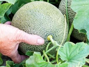 Melons (Cucumis Melo)