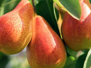 How to plant, grow and care for Pears (Pyrus communis)