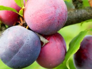 Plums, Damsons and Gages (Prunus domestica)
