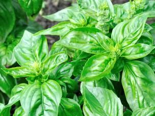 basilikum