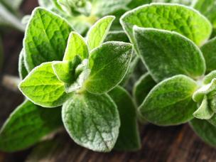 Marjoram, Oregano (Origanum)