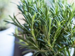Rosemary (Rosmarinus Officinalis)
