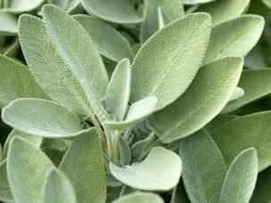 Sage (Salvia officinalis)