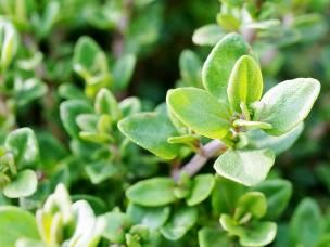 Thyme (Thymus)