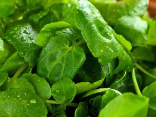 Watercress (Nasturtium Officinale)