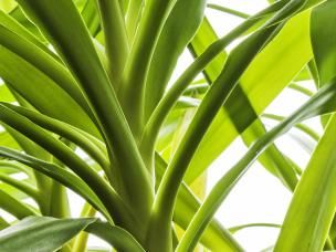 Yucca