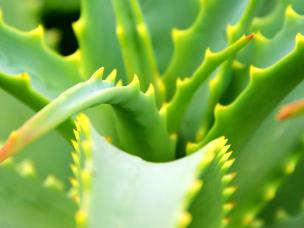 Aloe Vera, Bitter Aloe (Aloe Vera)