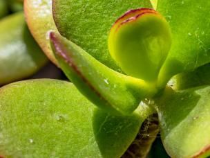 Money Plant, Jade Plant (Crassula Ovata)