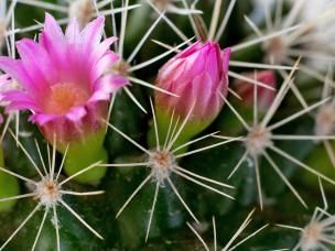 Desert Cactus (numerous species)