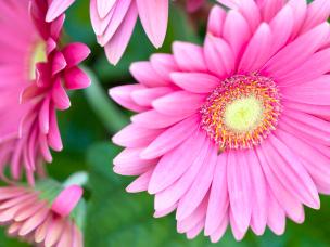 Gerbera, Transvaal Daisy (Gerbera)