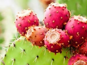 Prickly Pear Cactus (Opuntia)