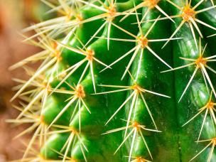 Saguaro Cactus (Carnegiea gigantea)