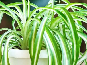 Spider Plant (Chlorophytum Comosum)