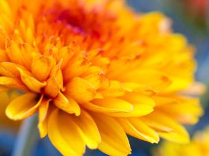 Chrysanthemums (Chrysanthemum)