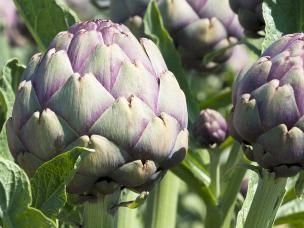 Globe Artichoke, Jerusalem Artichoke (Cynara Scolymus, Helianthus Tuberosus)