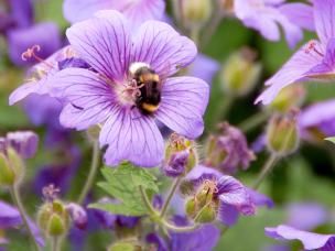 Hardy Geranium, Cranesbill (Geranium)