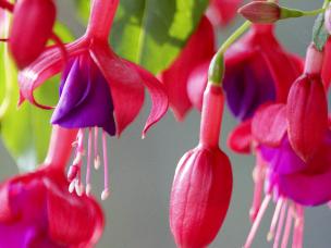 Fuchsia