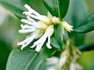 Winter Box, Sweet Box (Sarcococca)